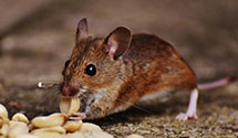 24 Hour & Emergency Exterminators in Southern California Gas Co, CA